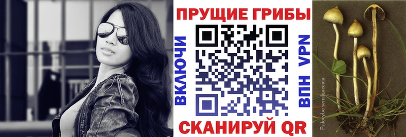 Купить где  Сатка  Псилоцибиновые грибы ЛСД 